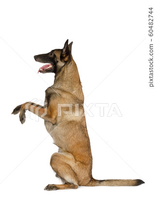 Purebred Belgian shepherd dog Malinois sitting up Purebred Belgian shepherd dog Malinois sitting up 60482744