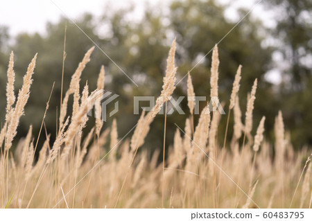 Savannah grass field in sun backlight,Twinkle with Savannah grass field in sun backlight,Twinkle with 60483795
