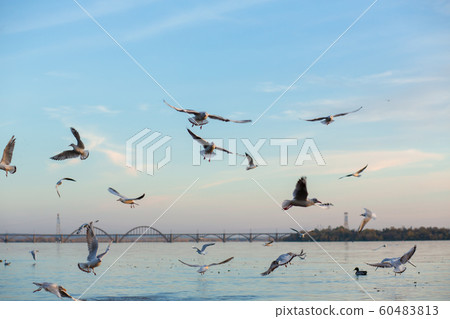A flock of seagulls on the banks of the city A flock of seagulls on the banks of the city 60483813