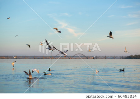A flock of seagulls on the banks of the city A flock of seagulls on the banks of the city 60483814