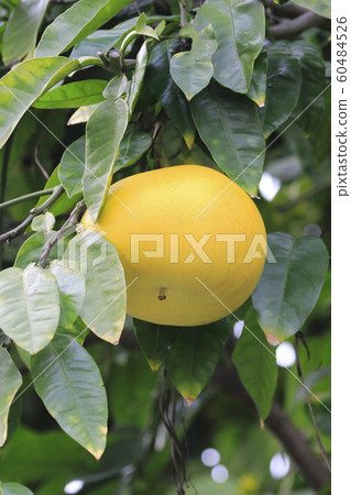 Giant citrus 60484526