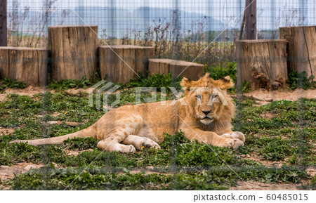 Adult Lion Lying on the Grass in ZOO 60485015