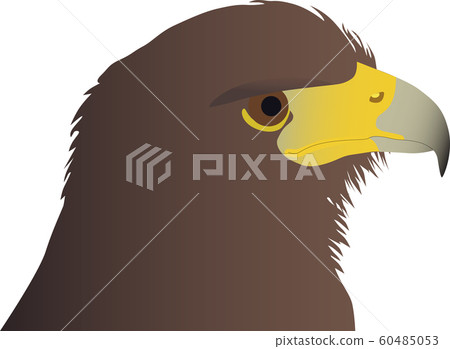 head of the eagle color 60485053