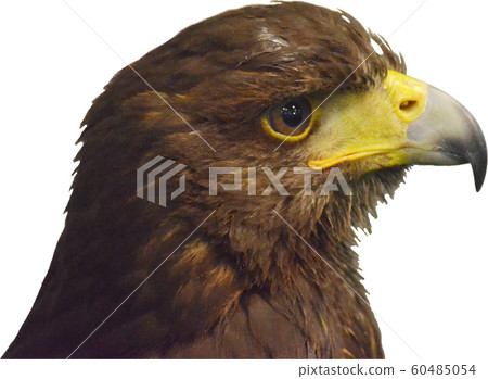 head of the eagle trace head of the eagle trace 60485054
