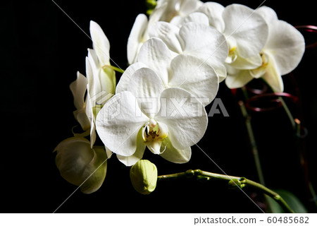 White orchid Phalaenopsis isolated on black background. White orchid branch blossom. White orchid Phalaenopsis isolated on black background. White orchid branch blossom. 60485682