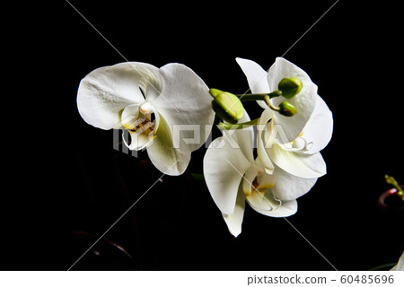 White orchid Phalaenopsis isolated on black background. White orchid branch blossom. 60485696