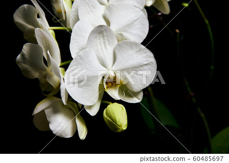White orchid Phalaenopsis isolated on black background. White orchid branch blossom. 60485697