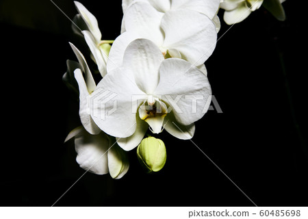 White orchid Phalaenopsis isolated on black background. White orchid branch blossom. 60485698