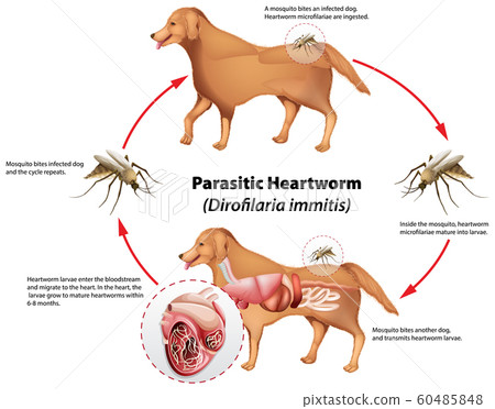 Diagram showing parasitic heartworm Diagram showing parasitic heartworm 60485848