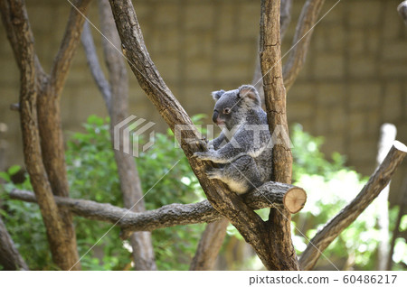 Koala Koala 60486217