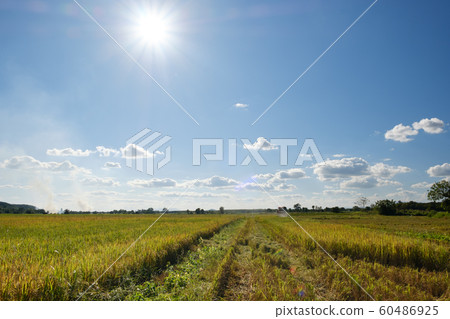 Countryside and rice fields on the indigo blue 60486925