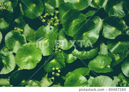 Centella asiatica leaves green nature leaf medical Centella asiatica leaves green nature leaf medical 60487260