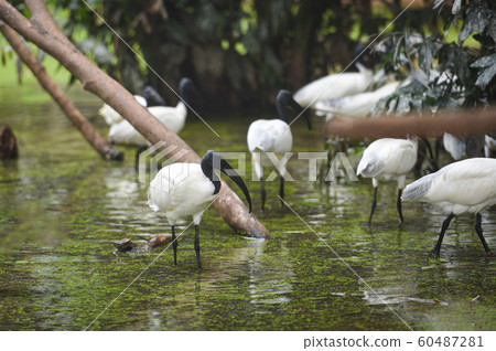Black headed ibis - Australian white Ibis bird in 60487281