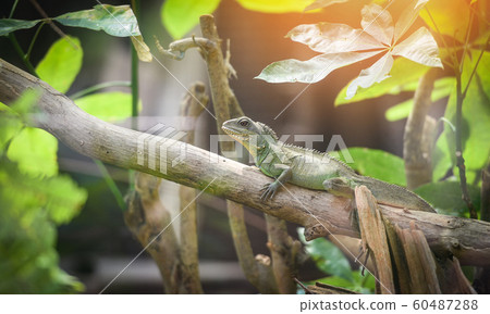 Chinese Green Water Dragon on branch tree / Large 60487288
