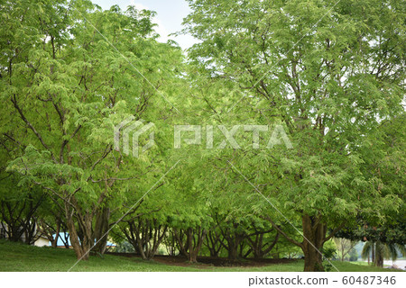 tamarind tree in the garden tropical fruit orchard tamarind tree in the garden tropical fruit orchard 60487346