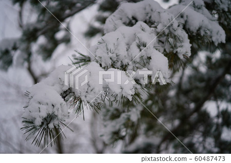 雪和松 雪和松 60487473