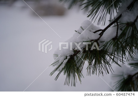 雪和松 雪和松 60487474