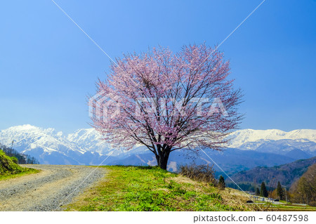 Nodaira cherry tree and snowy mountain 60487598