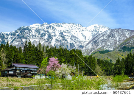Hakkaisan and cherry blossoms in the remaining snow 60487601