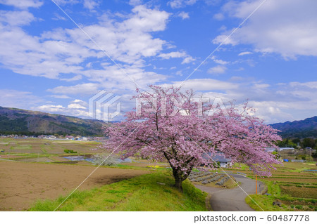 One cherry tree of Yamazato 60487778
