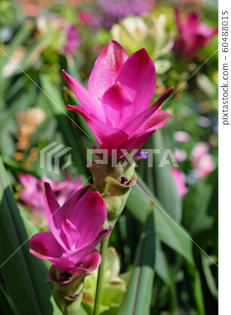 Red Turmeric Flower (lat.- Curcuma) Red Turmeric Flower (lat.- Curcuma) 60488015