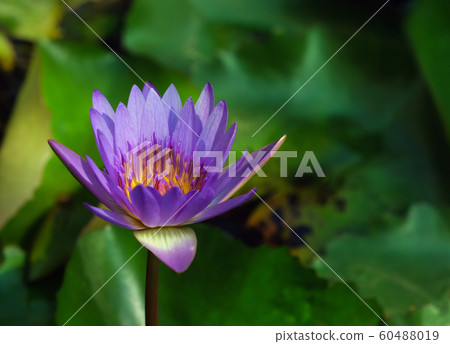 Flowering blue lotus closeup (Lat. - nymphaea Flowering blue lotus closeup (Lat. - nymphaea 60488019