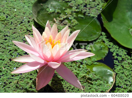 Flowering pink lotus closeup (Lat. - nymphaea Flowering pink lotus closeup (Lat. - nymphaea 60488020