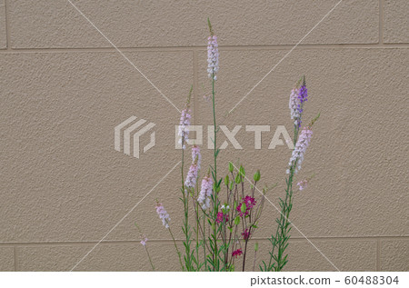 牆壁和鮮花 60488304