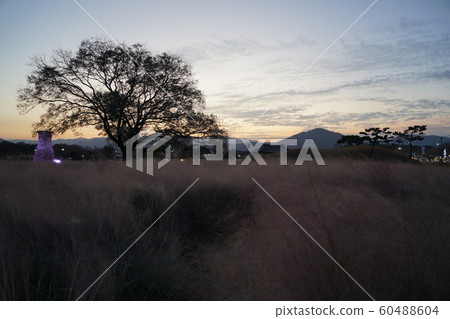 Gyeongju Cheomseongdae Evening Glow and Pink Mulley 60488604