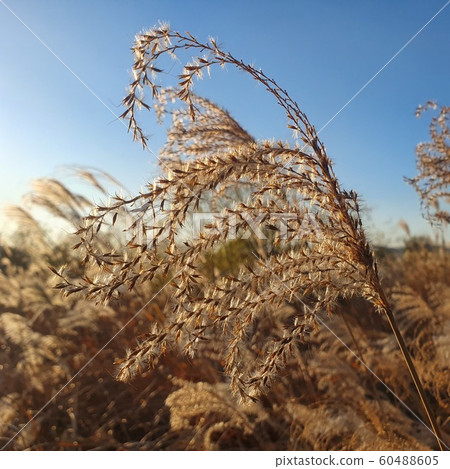 Sun and pampas grass 60488605