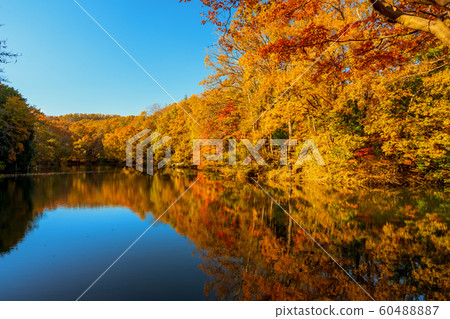 Autumn leaves of tremor lake 60488887