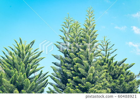 Green leaves treetop on blue sky background Green leaves treetop on blue sky background 60488921