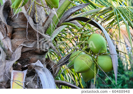Tropical coconuts fruit on coconuts tree plant close up Tropical coconuts fruit on coconuts tree plant close up 60488948