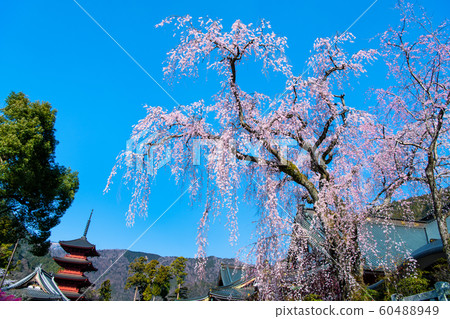 Yamanashi Prefecture Minobuyama Kuonji, full bloom weeping cherry Yamanashi Prefecture Minobuyama Kuonji, full bloom weeping cherry 60488949