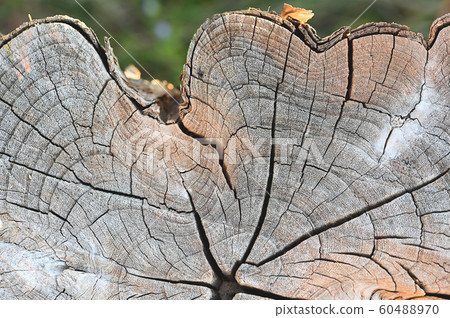 Old tree stump texture backgroud wooden nature texture table top for design blackdrop or overlay Old tree stump texture backgroud wooden nature texture table top for design blackdrop or overlay 60488970