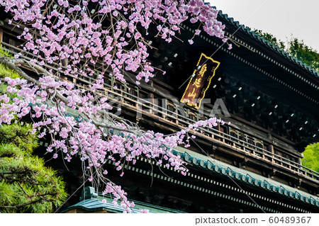Yamanashi Prefecture Minobuyama Kuonji Sanmon and Sakura 60489367