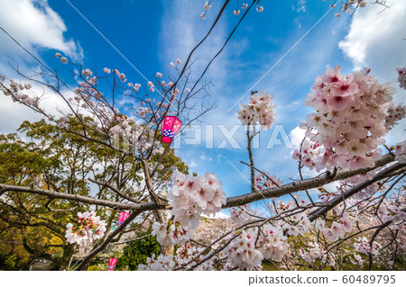 Cherry blossom and lantern spring image Cherry blossom and lantern spring image 60489795