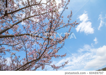 Sakura no Hana Spring image Sakura no Hana Spring image 60489797