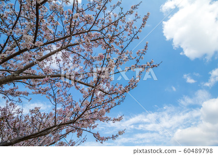Sakura no Hana Spring image Sakura no Hana Spring image 60489798