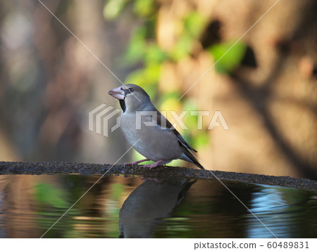 Shime飲用水 60489831