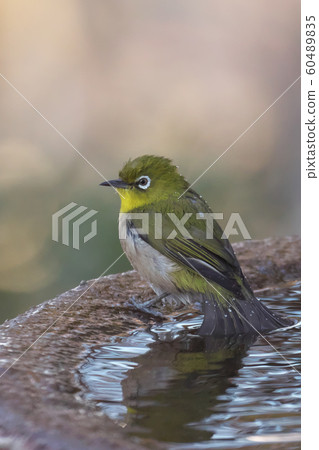 White-eye 60489835