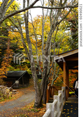 Aomori Prefecture Kakinuma Autumn leaves 60490021