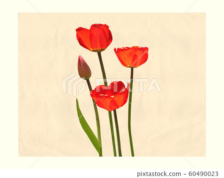 Tulip cutout 60490023