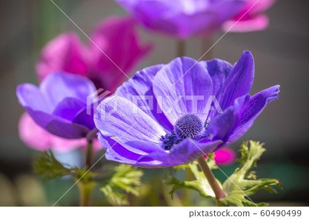 Anemone flower spring image Anemone flower spring image 60490499