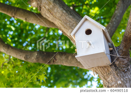 Bird's nest box nature image 60490518