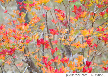 Doudanzu紅葉 60490550