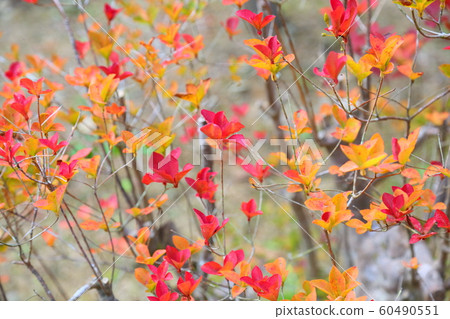 Doudanzu紅葉 60490551