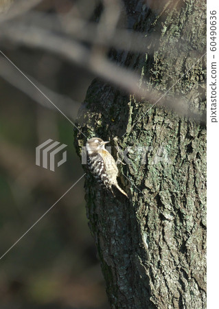 Kagera looking for food by picking up a tree trunk Kagera looking for food by picking up a tree trunk 60490636