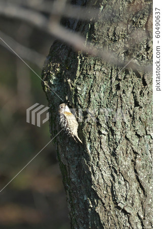 Kogera of the park 60490637