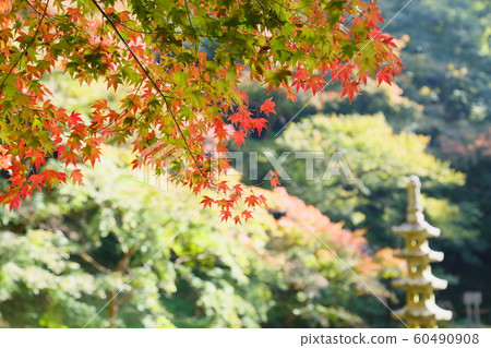 Coloring maple Coloring maple 60490908